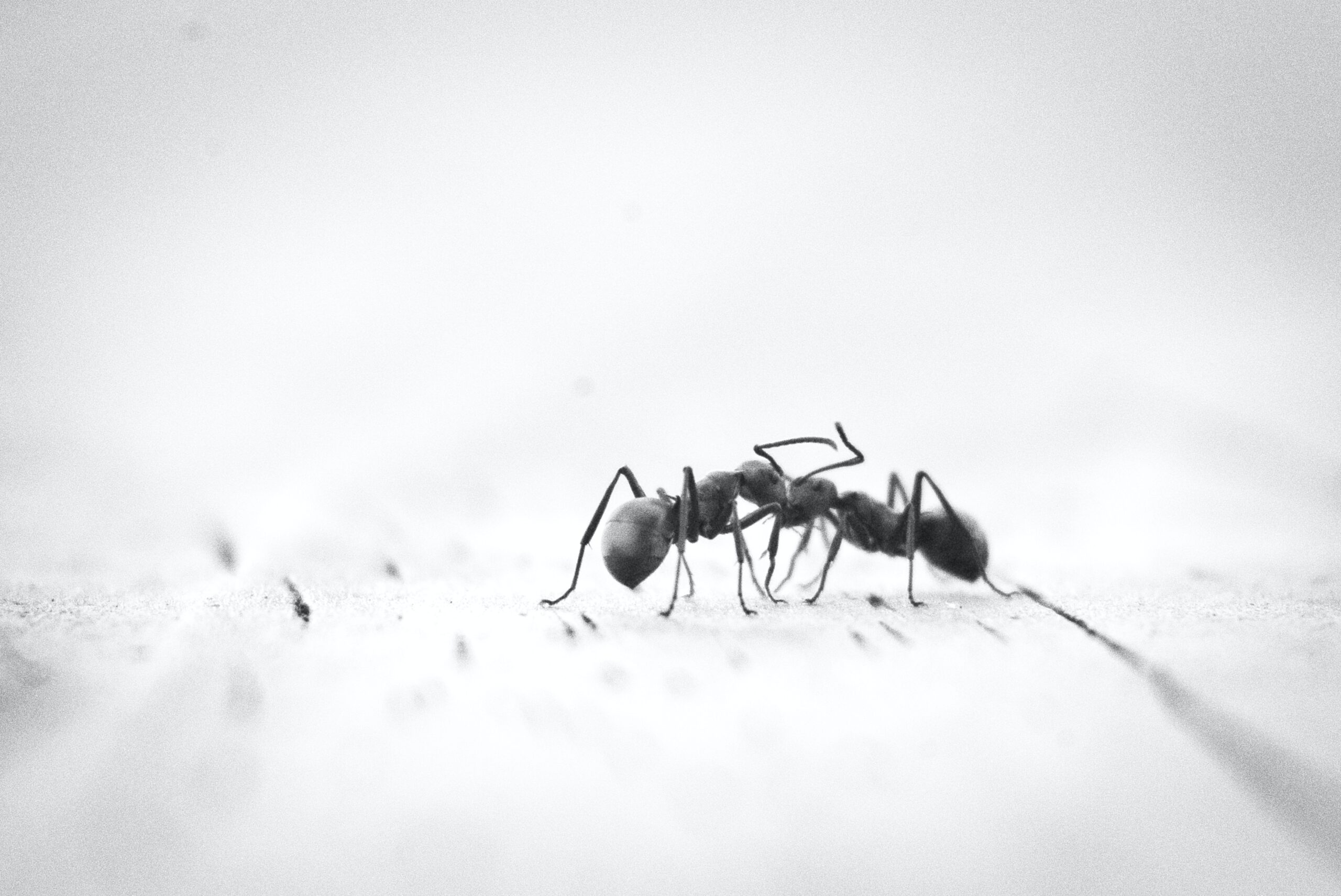 ant crawling